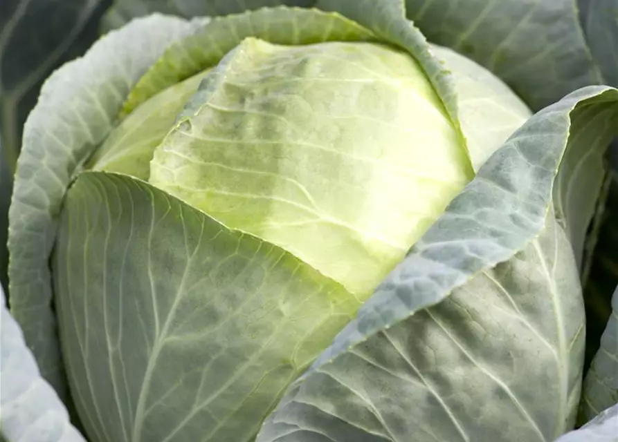 Brassica oleracea var. capitata f. alba