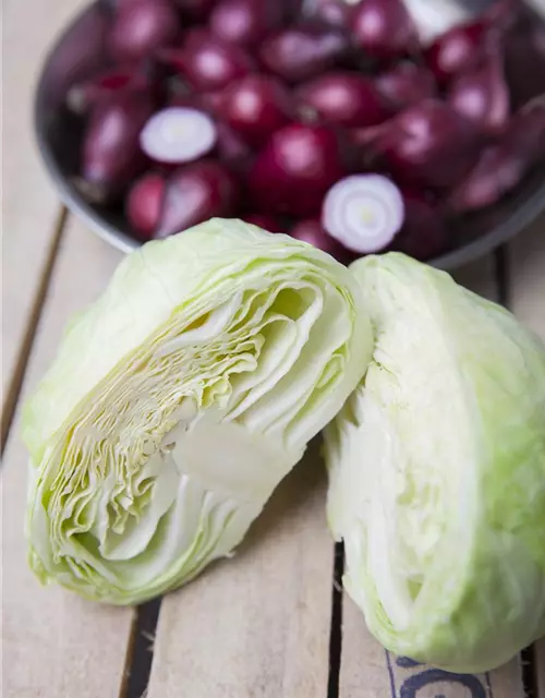 Brassica oleracea var. capitata f. alba