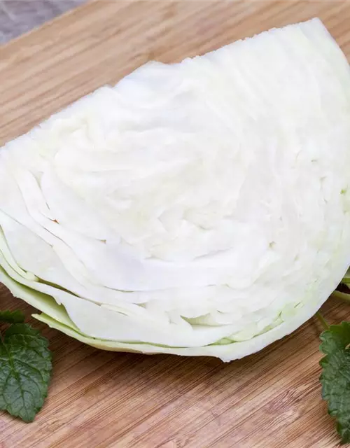 Brassica oleracea var. capitata f. alba