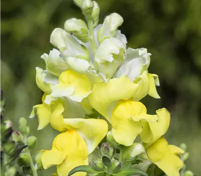 Antirrhinum majus, gelb