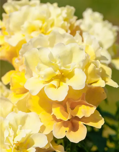 Antirrhinum majus, gelb