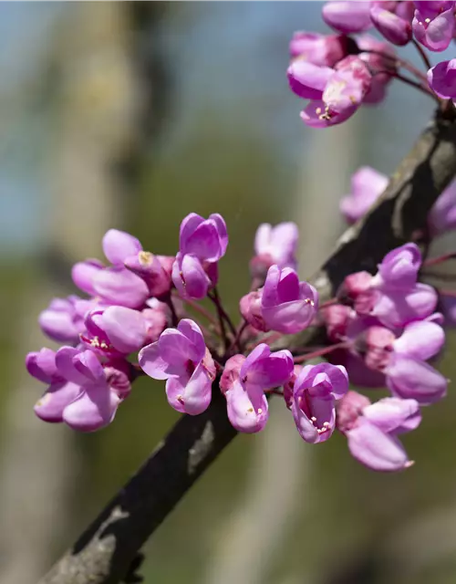 Cercis siliquastrum