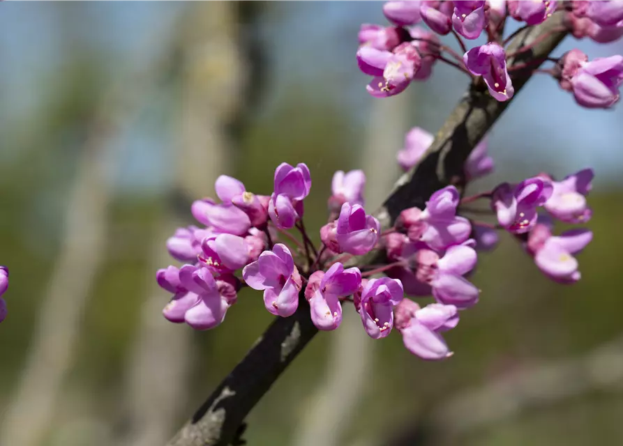 Cercis siliquastrum