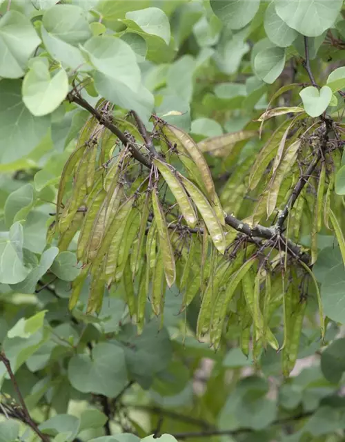 Cercis siliquastrum