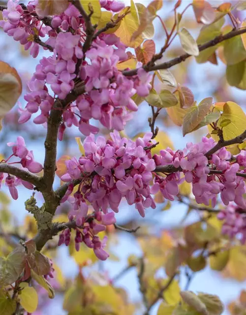 Cercis siliquastrum