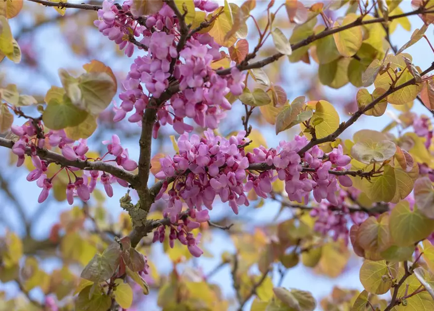 Cercis siliquastrum