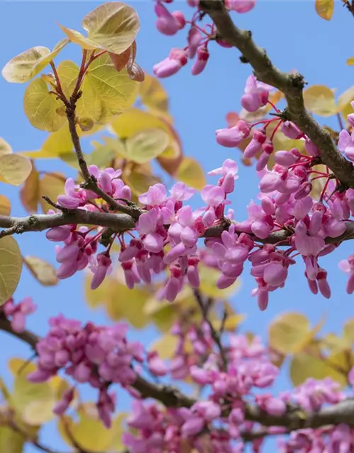 Cercis siliquastrum