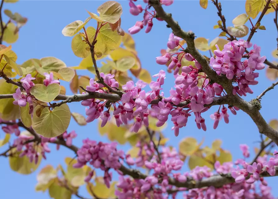 Cercis siliquastrum