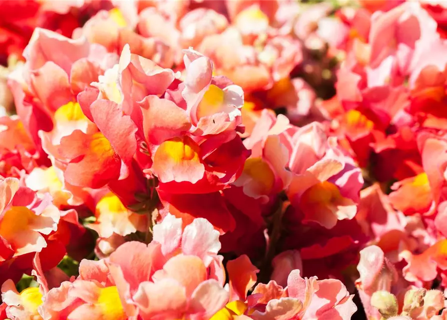 Antirrhinum majus, rot