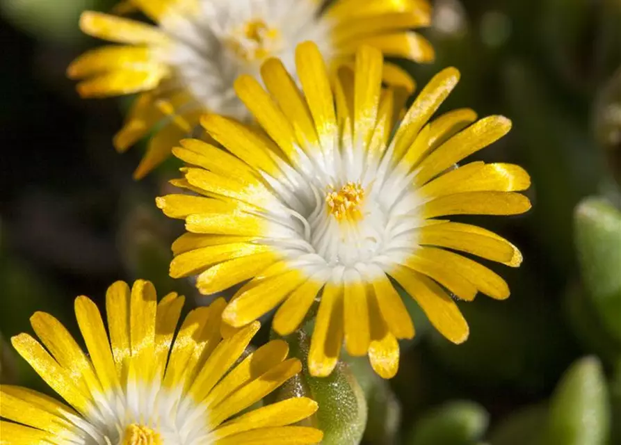 Delosperma cooperi