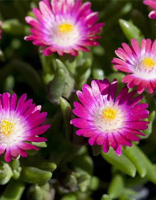 Delosperma cooperi