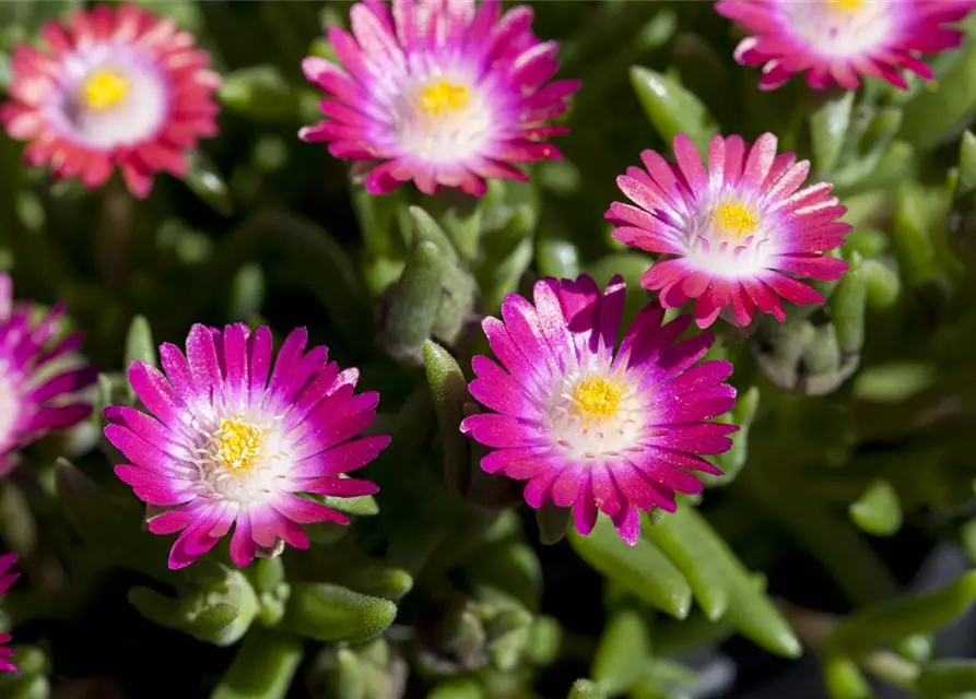 Delosperma cooperi