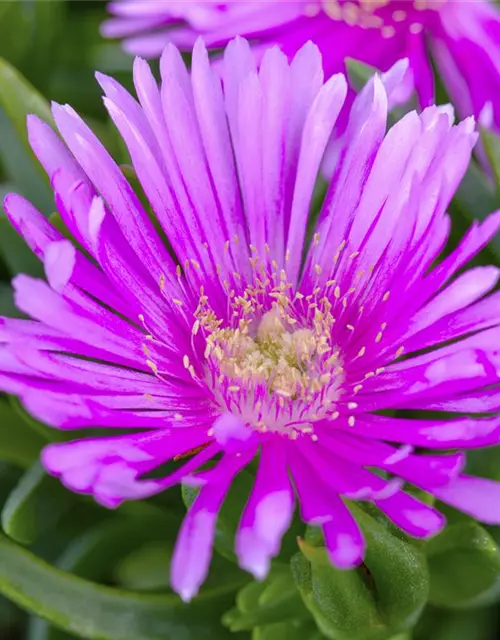 Delosperma cooperi