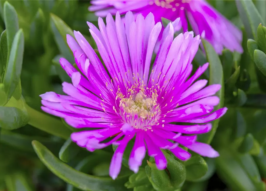 Delosperma cooperi