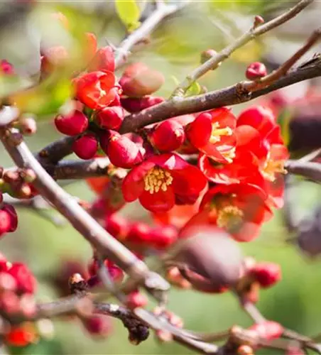 Chaenomeles japonica