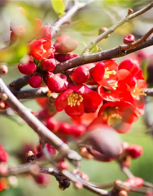 Chaenomeles japonica