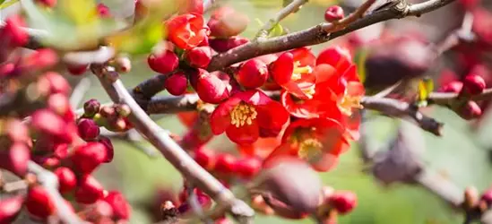 Chaenomeles japonica