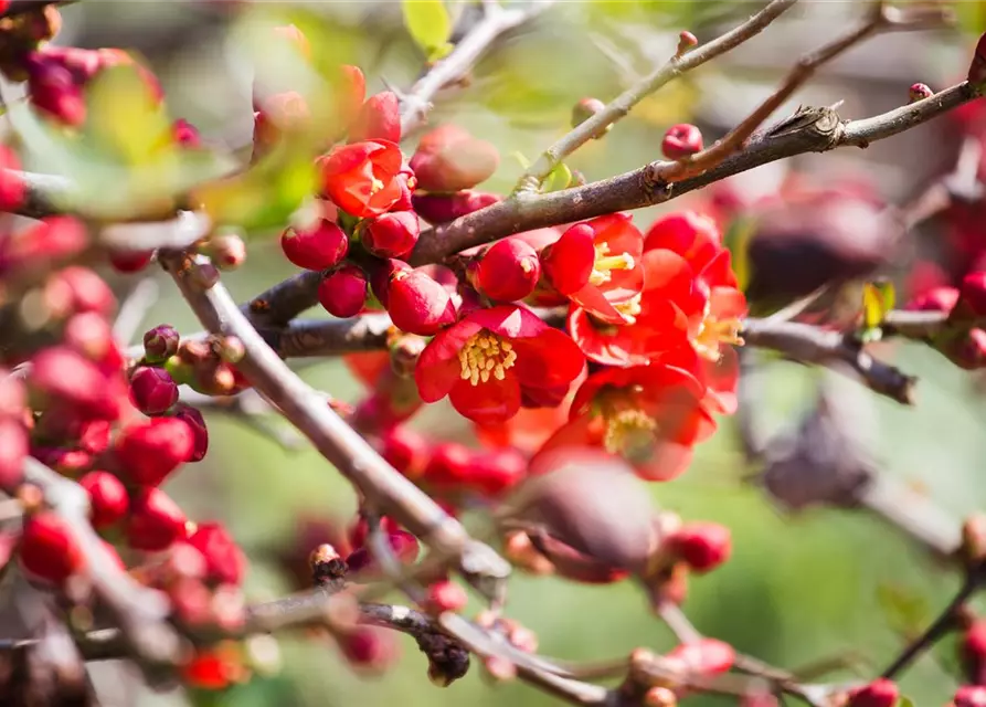 Chaenomeles japonica