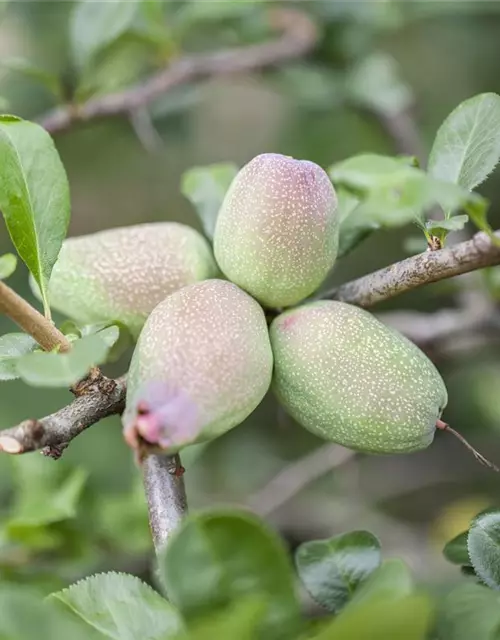 Chaenomeles japonica