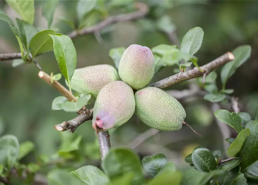 Chaenomeles japonica