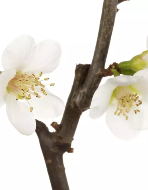 Chaenomeles japonica