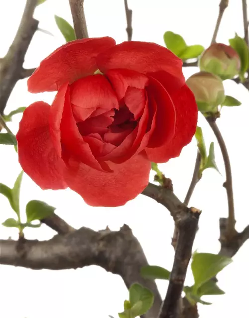 Chaenomeles japonica