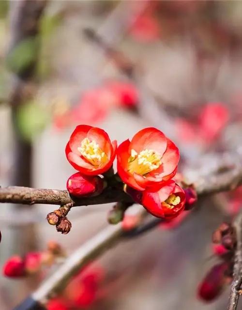 Chaenomeles japonica