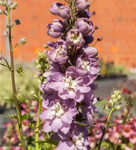 Delphinium 'Magic Fountains'