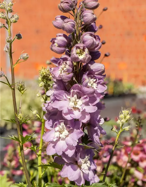 Delphinium 'Magic Fountains'