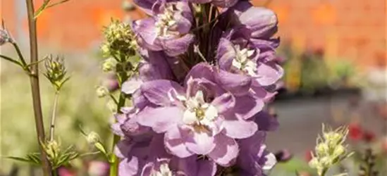 Delphinium 'Magic Fountains'