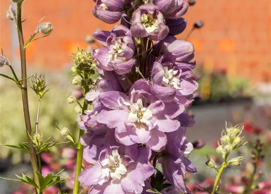 Delphinium 'Magic Fountains'