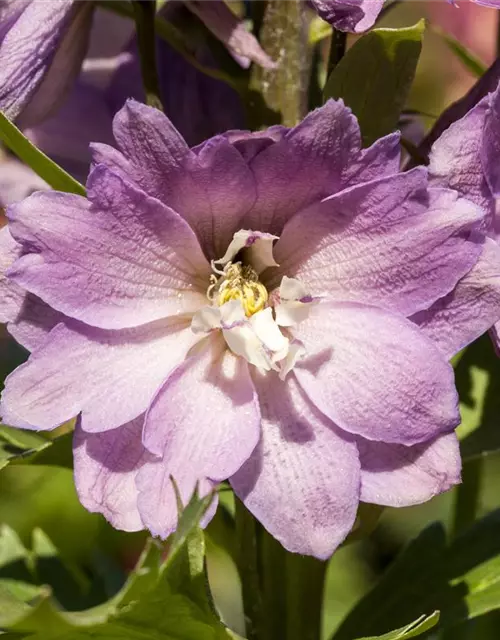 Delphinium 'Magic Fountains'