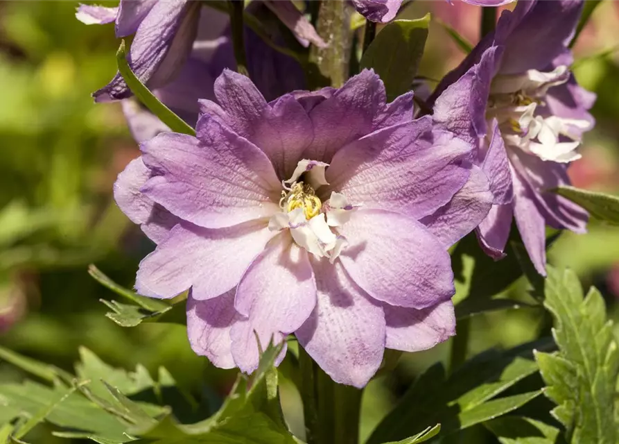 Delphinium 'Magic Fountains'