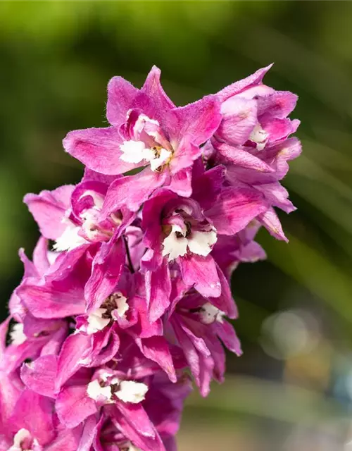 Delphinium 'Magic Fountains'