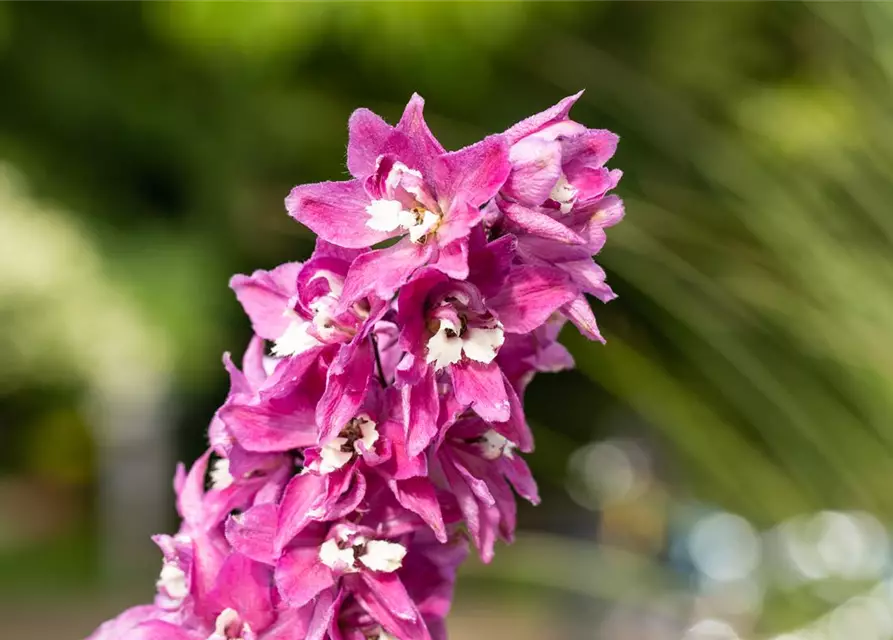 Delphinium 'Magic Fountains'