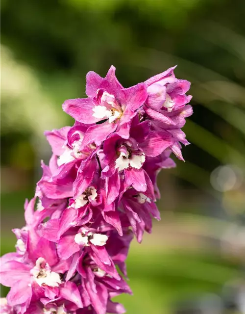 Delphinium 'Magic Fountains'