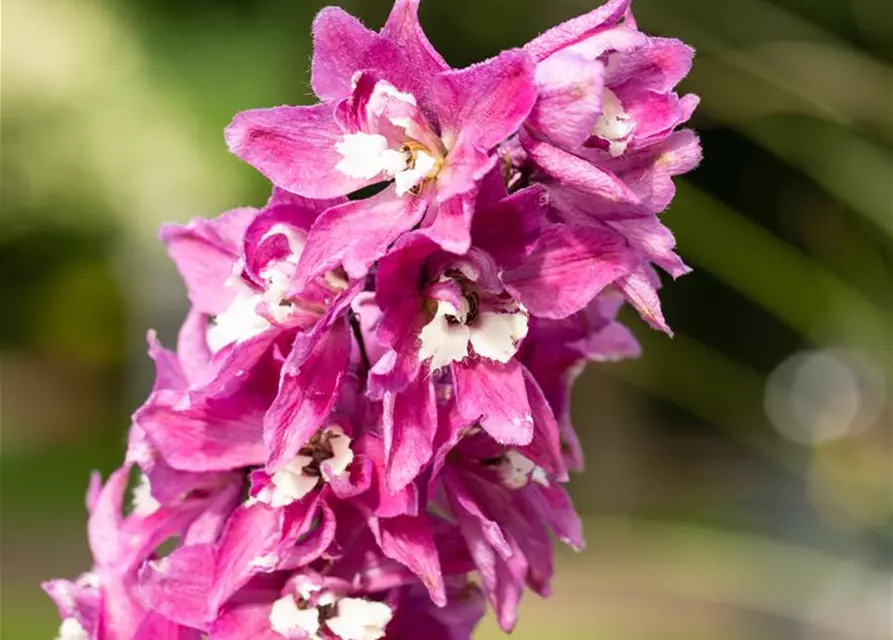 Delphinium 'Magic Fountains'