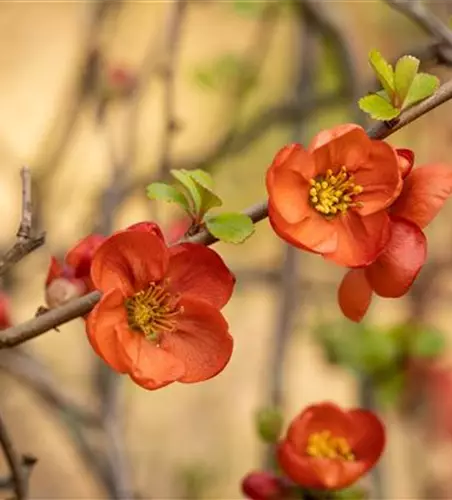 Chaenomeles japonica 'Cido'®