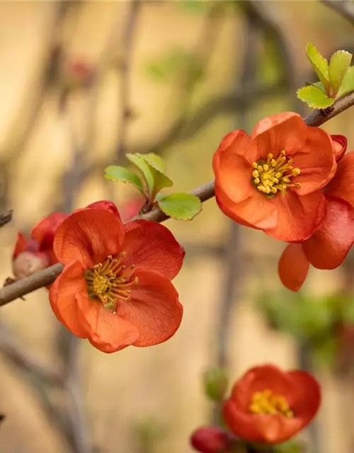 Chaenomeles japonica 'Cido'®