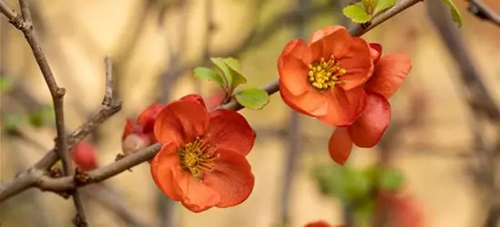 Chaenomeles japonica 'Cido'®