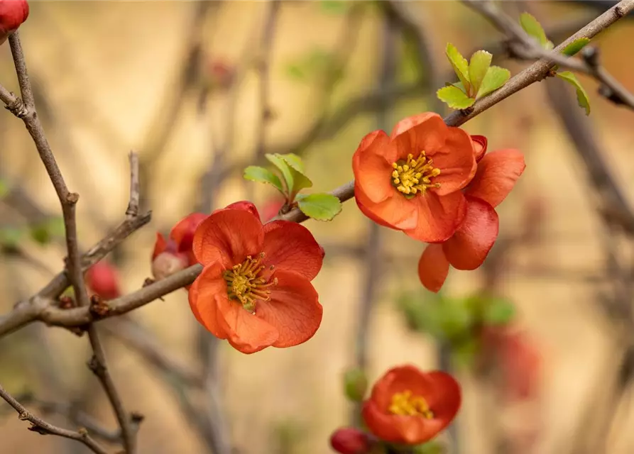 Chaenomeles japonica 'Cido'®