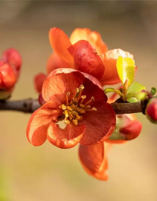 Chaenomeles japonica 'Cido'®