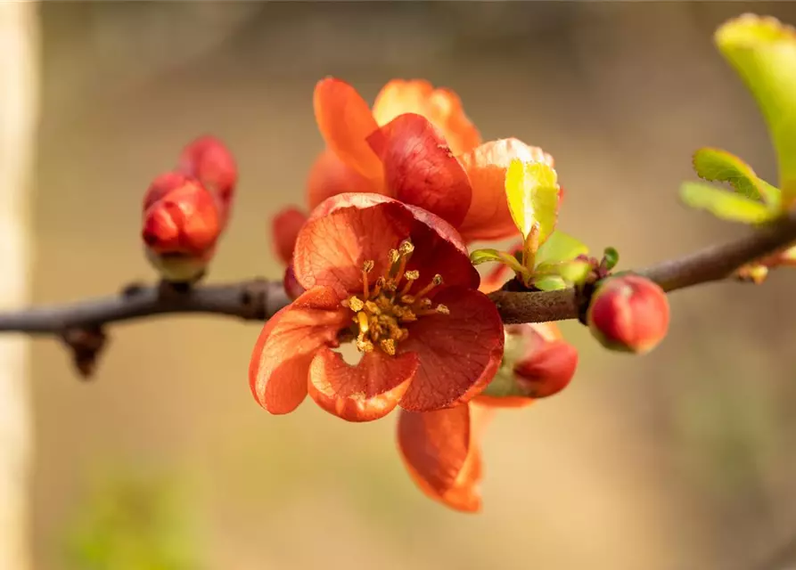 Chaenomeles japonica 'Cido'®