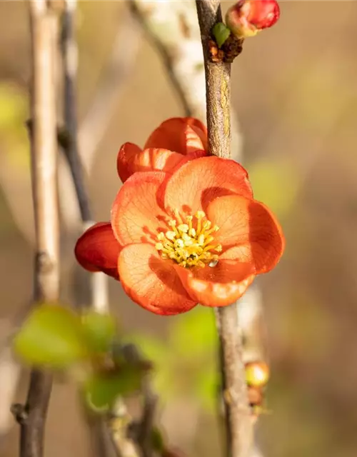 Chaenomeles japonica 'Cido'®