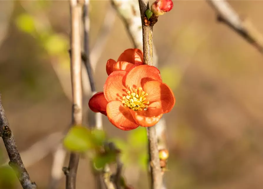 Chaenomeles japonica 'Cido'®