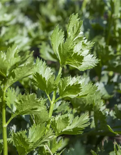 Apium graveolens