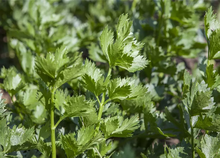 Apium graveolens