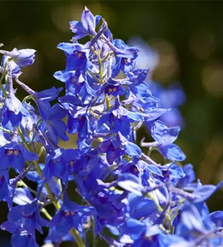 Delphinium x cultorum