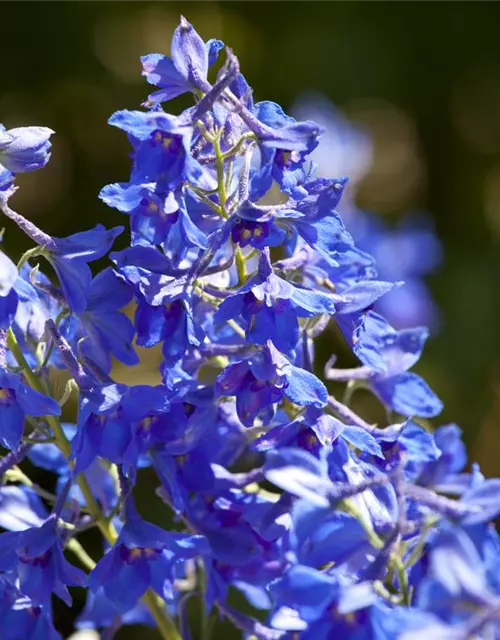 Delphinium x cultorum