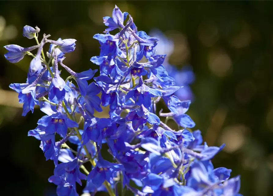 Delphinium x cultorum